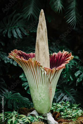 Corpse Flower in Bloom photo