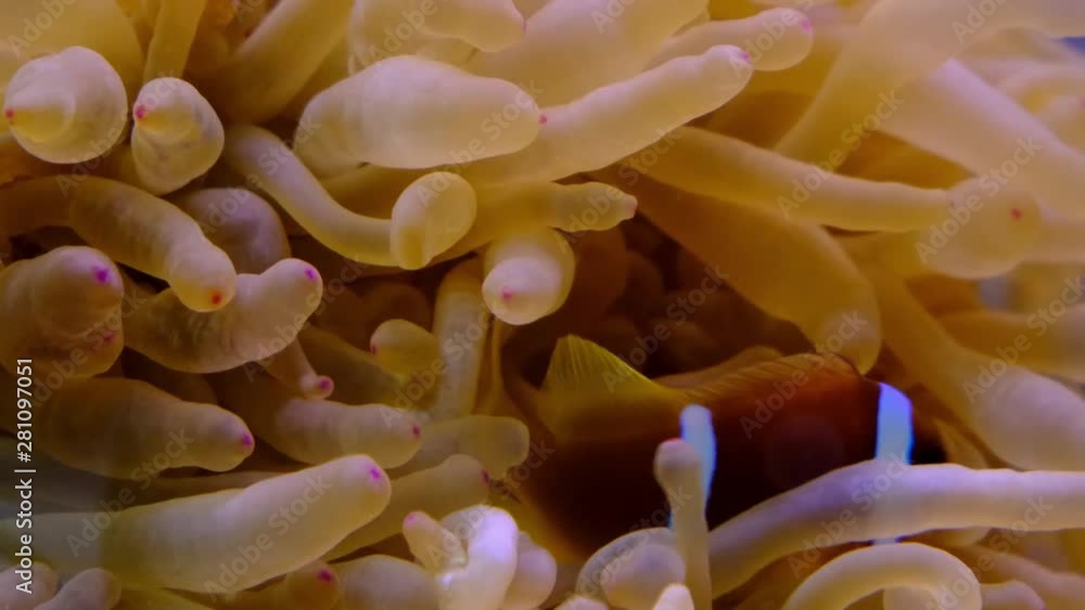 clown fish swimmig into Sea Anemone.close up. clown fish swimmig into Sea Anemone.close up.