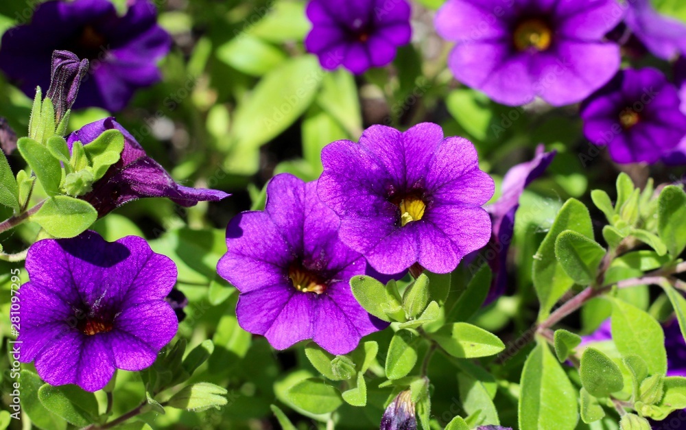 A close view of the purple flowers in the garden.