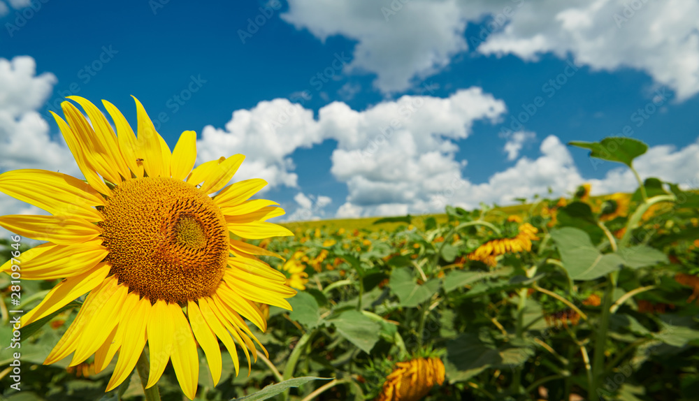 Fototapeta premium Sunflower field - bright yellow flowers, beautiful summer landscape