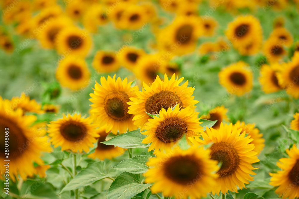 Sunflower field - bright yellow flowers, beautiful summer landscape Sunflower field - bright yellow flowers, beautiful summer landscape