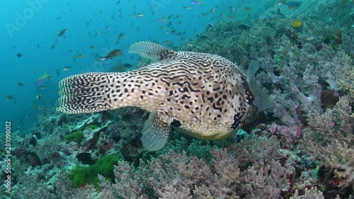 Map puffer, Arothron mappa in tropical coral reef
