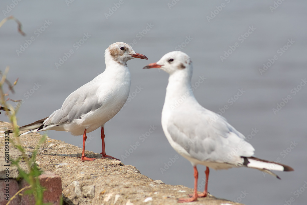 Omsk, Russia - July 29, 2019: beauty of our city center Omsk Omsk, Russia - July 29, 2019: beauty of our city center Omsk