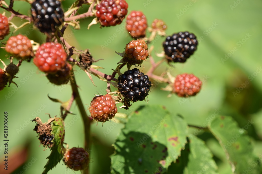 sun-ripened wild blackberries - waiting to be harvested sun-ripened wild blackberries - waiting to be harvested