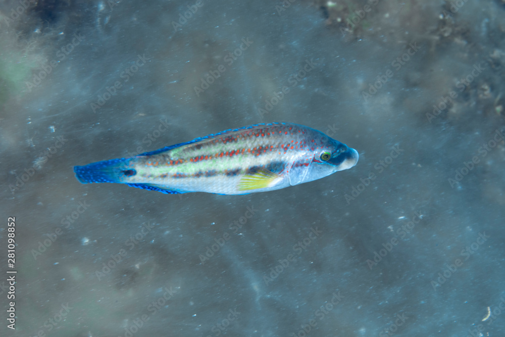 Fototapeta premium East Atlantic peacock wrasse (Symphodus tinca)