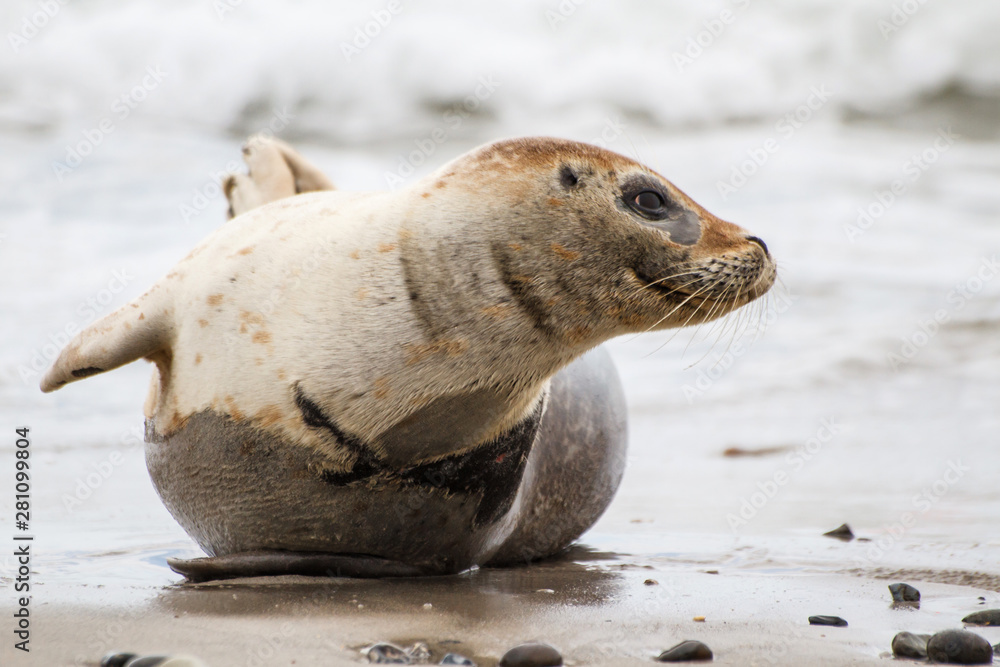 Naklejka premium Common Seal on the beach of the island Dune in the late afternoon - near the island of Helgoland - Germany
