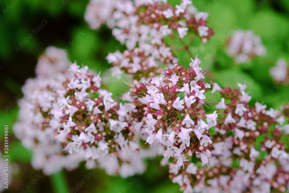 Blooming oregano in the garden close-up, selective focus. Used in medicine and as a herb.