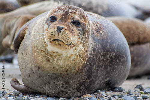 Common Seal on the beach of the island Dune in the late afternoon - near the island of Helgoland - Germany photo