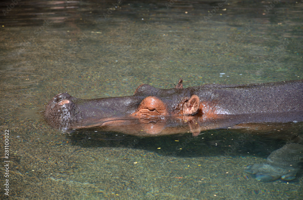 Obraz premium Big Male Hippopotamus with his Head Under the Water on a Suny Day