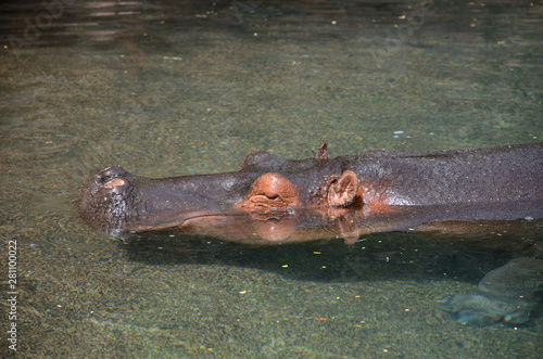Big Male Hippopotamus with his Head Under the Water on a Suny Day
