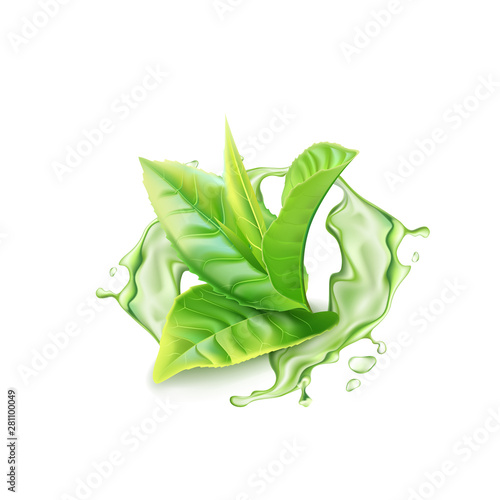 Realistic green tea branch with water splash. Vector illustration