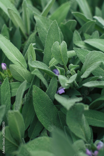 Flowering sage plants