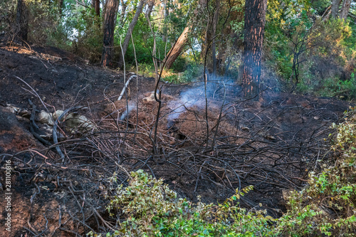 Smoke and burnt earth after a fire in a pine forest. Burnt branches and tree trunks.