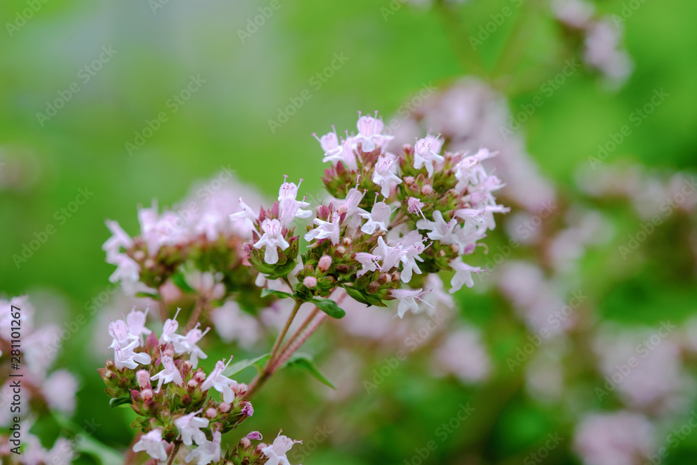 Blooming oregano in the garden close-up, selective focus. Used in medicine and as a herb. Blooming oregano in the garden close-up, selective focus. Used in medicine and as a herb.