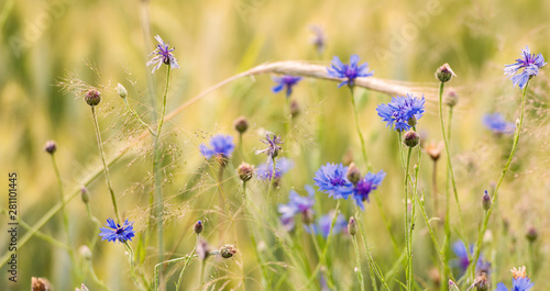Cornflowers. Fresh. Summer flowers field. Beautiful blue flowers. Close up. Out of focus. Bluebottle in the middle of the wheat field. 