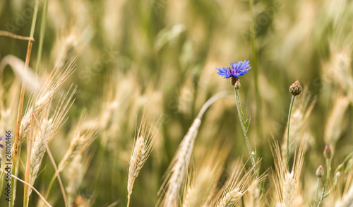 Cornflowers. Fresh. Summer flowers field. Beautiful blue flowers. Close up. Out of focus. Bluebottle in the middle of the wheat field. 