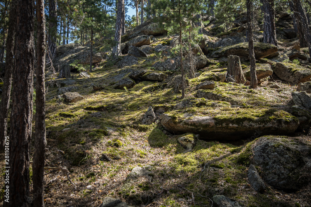 Beautiful landscape with stones and pines and moss in the resort Borovoe Beautiful landscape with stones and pines and moss in the resort Borovoe