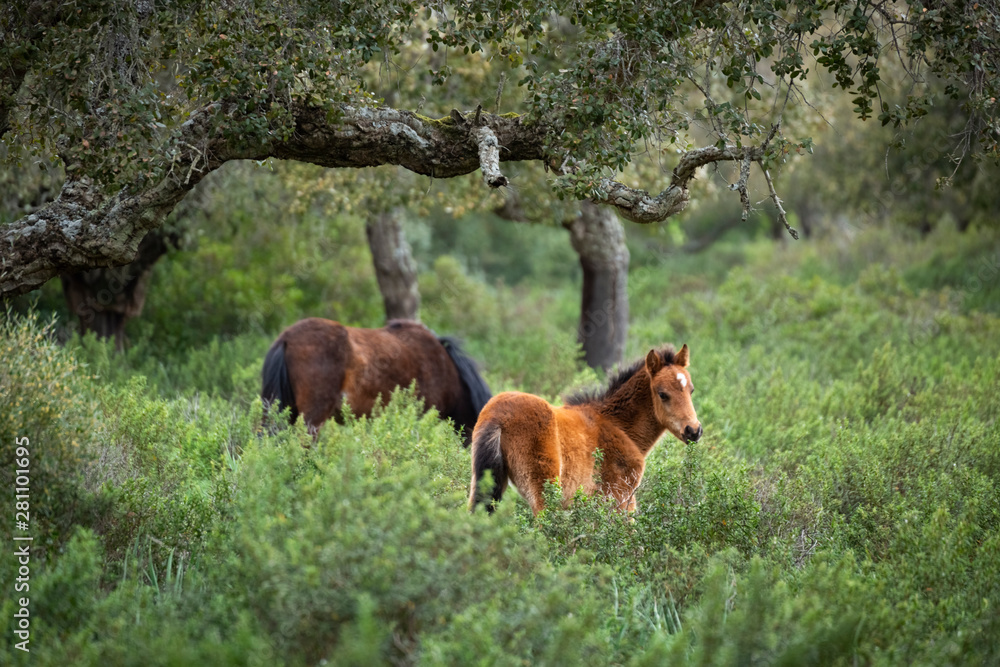 Italy, Sardinia, Giara di Gesturi, wild horses Italy, Sardinia, Giara di Gesturi, wild horses
