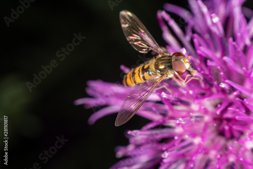 Marmalade hoverfly © thomasmales