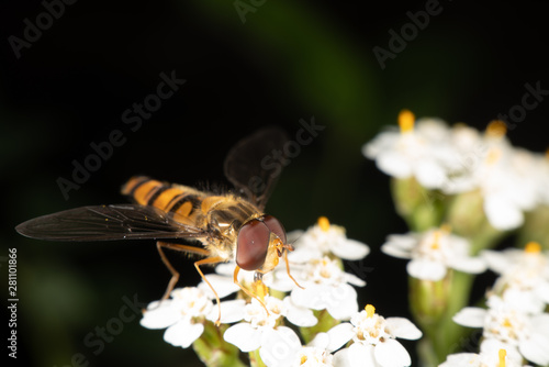 Marmalade hoverfly photo