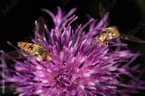 Marmalade hoverfly © thomasmales