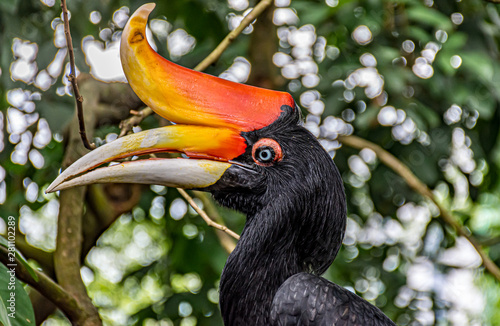 great hornbill