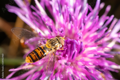 Marmalade hoverfly photo