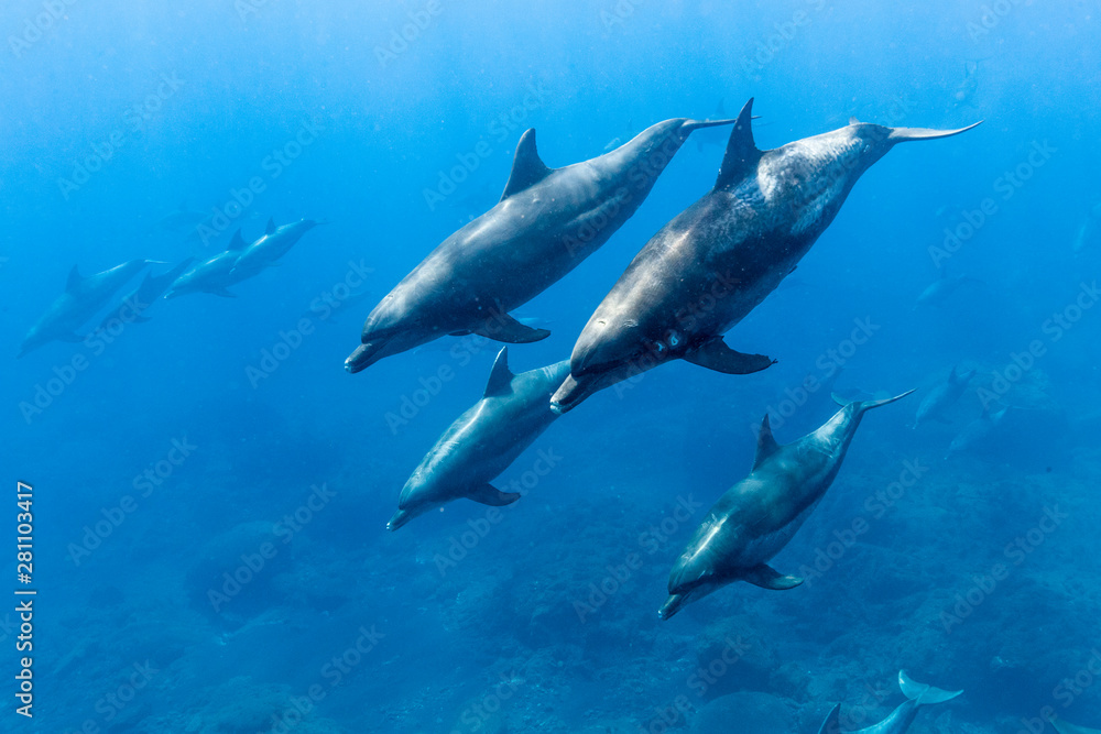 Swimming with schooling dolphins Swimming with schooling dolphins