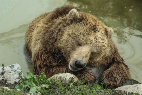 Grizzly bear sleeping in water photo