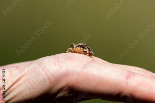 A portrait of a little baby frog sitting really still on a hand with a smooth green background. The baby frog was picked up in the middle of the forest. © Joeri
