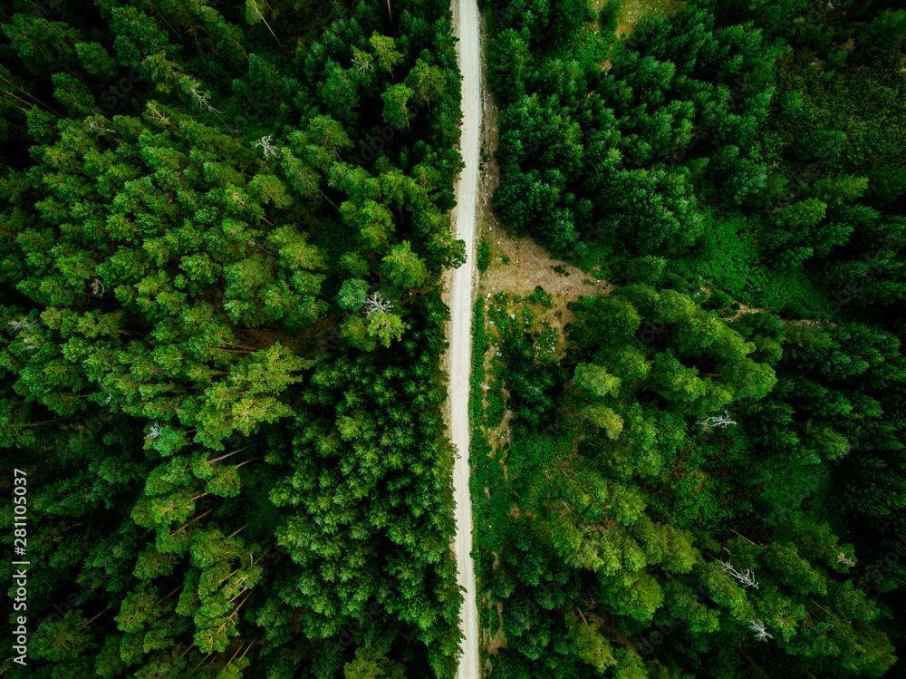 © Javier Pardina/Stocksy - aerial view of the forest