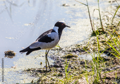 A Blacksmith Lapwing is standing near a waterhole at the Bwabwata Nationalpark at Namibia