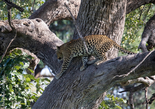 A Leopard is standing in a tree of the Bwabwata Nationalpark at Namibia