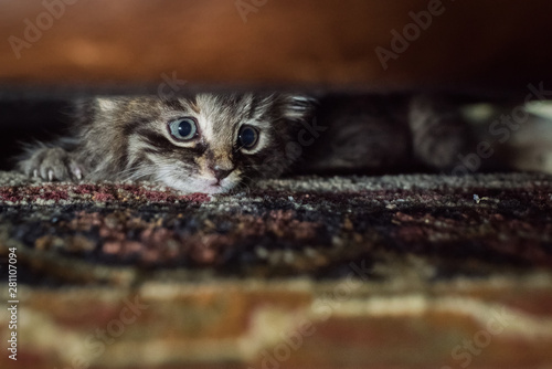 Scared kitten hiding.