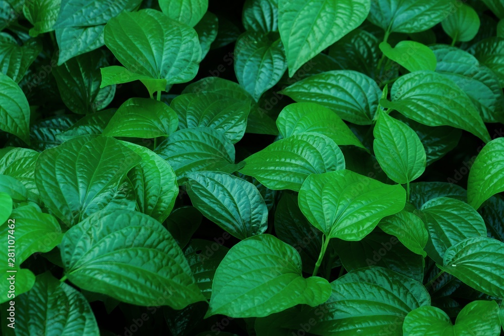 Wild betal leafbush growing in a garden with dark background Wild betal leafbush growing in a garden with dark background