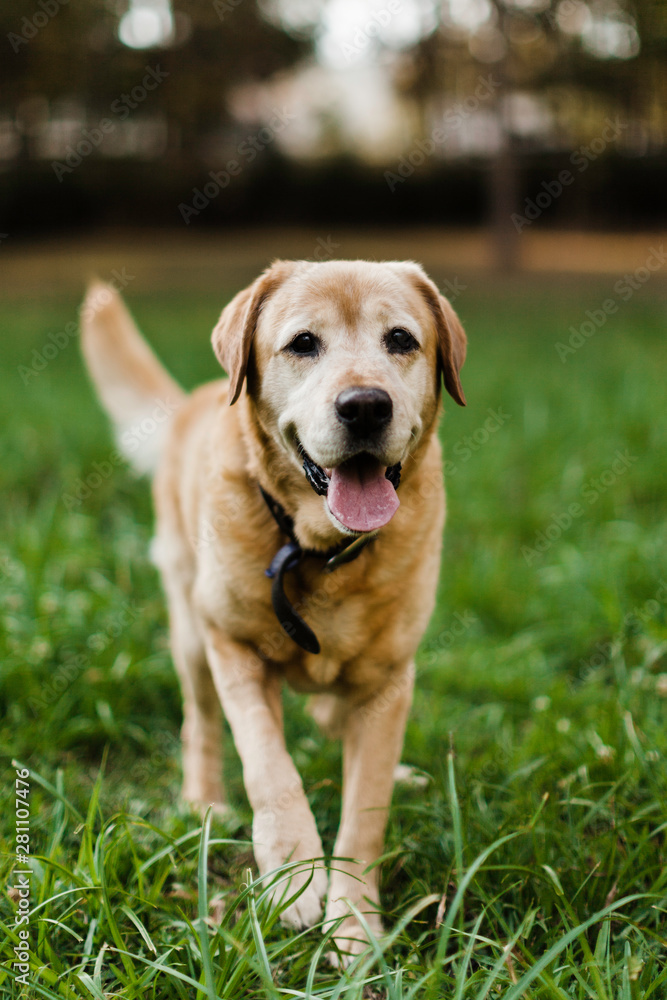 Old yellow Labrador walking Old yellow Labrador walking