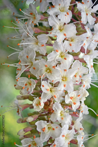 California Buckeye flower cluster