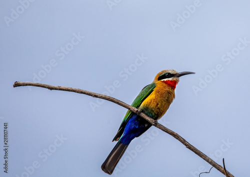 A White-fronted Bee-eater sitting on a branch at the Bwabwata Nationalpark in Namibia