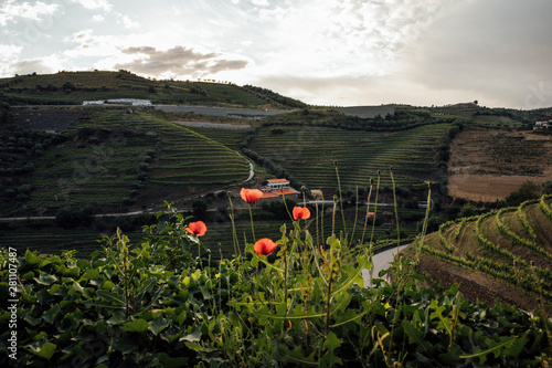 Poppy in the Douro Valley