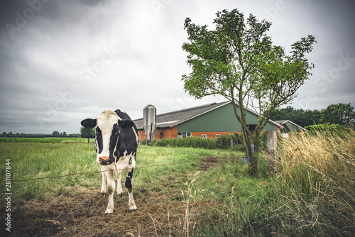 Cow standing on a field near a barn