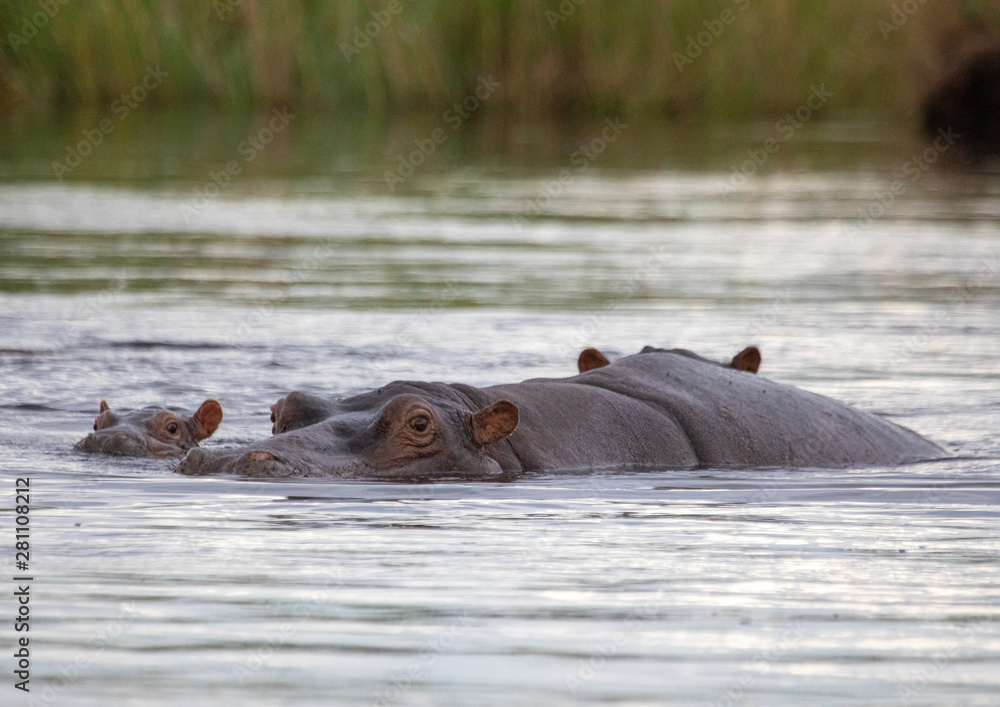 A group of Hippopotamus in the water of the Kwando River at the Bwabwata Nationalpark at Namibia A group of Hippopotamus in the water of the Kwando River at the Bwabwata Nationalpark at Namibia