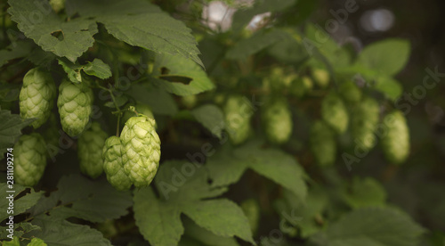 Hop