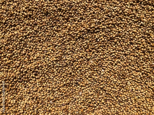 Background of coriander seeds, left out in the sun to dry.