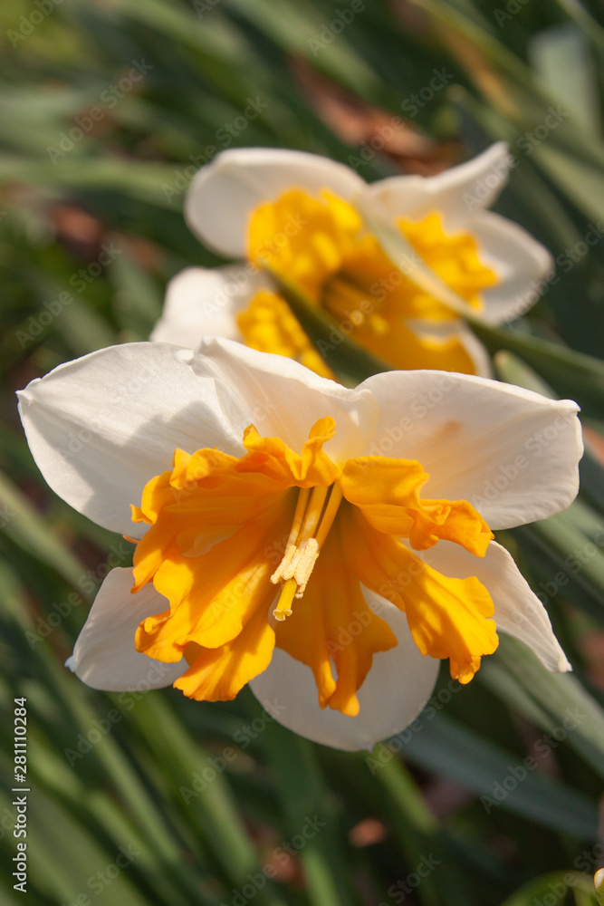 Fototapeta premium sunny daffodil duo