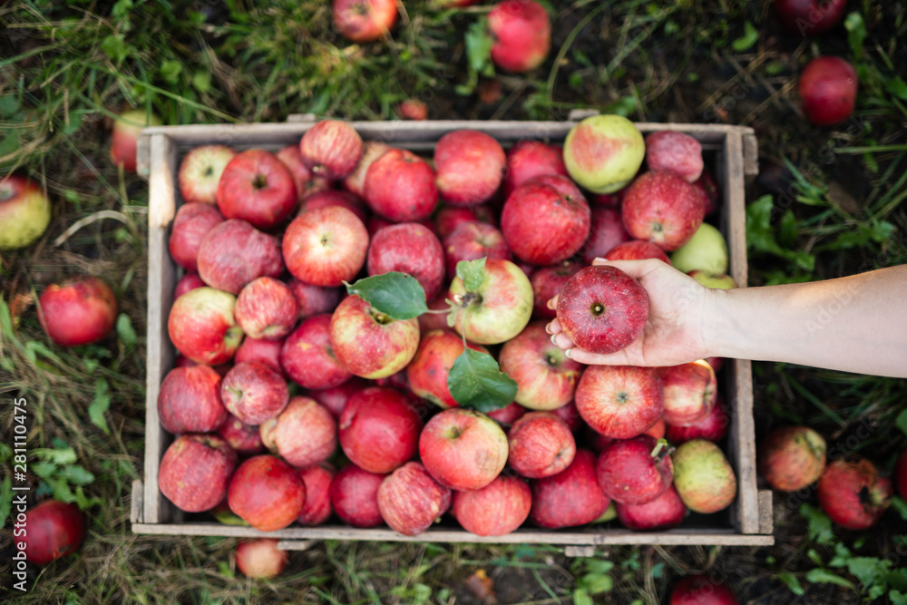 Woman placing apples in crate Woman placing apples in crate