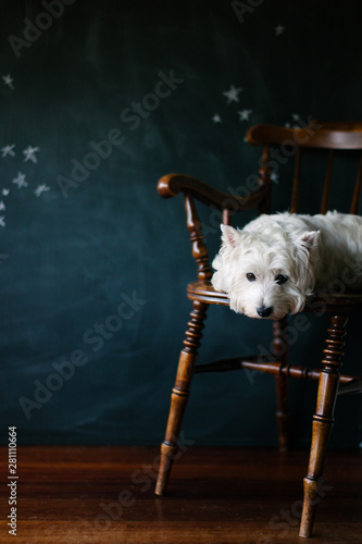 Small white dog lying down looking glum on a chair