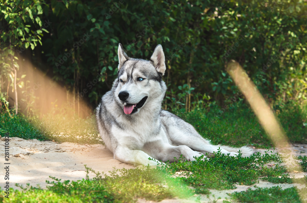 Malamute dog lying on the ground in the village
