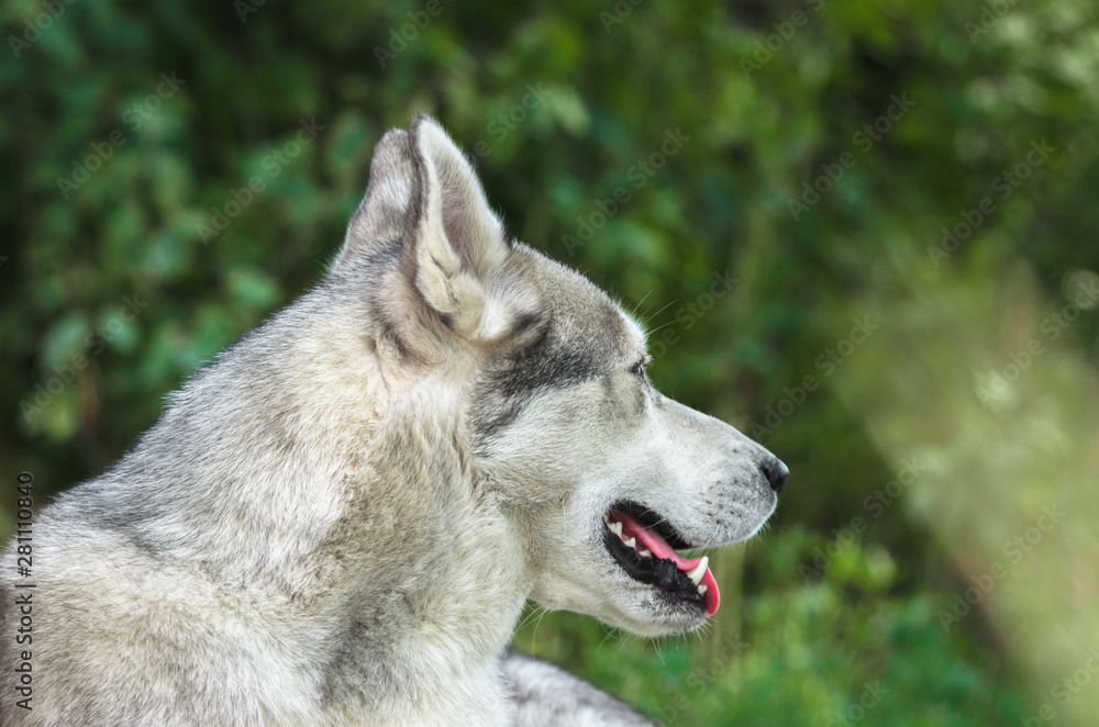 Malamute in profile on a green background