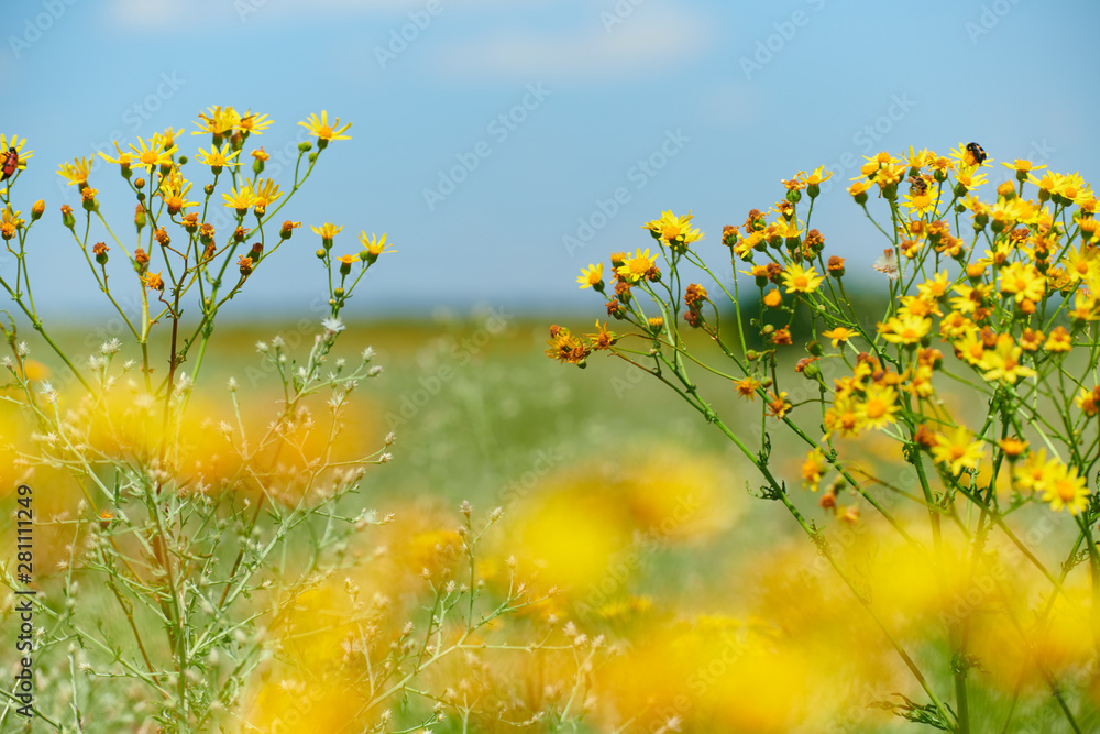 Wild grass with yellow flowers - beautiful summer landscape
