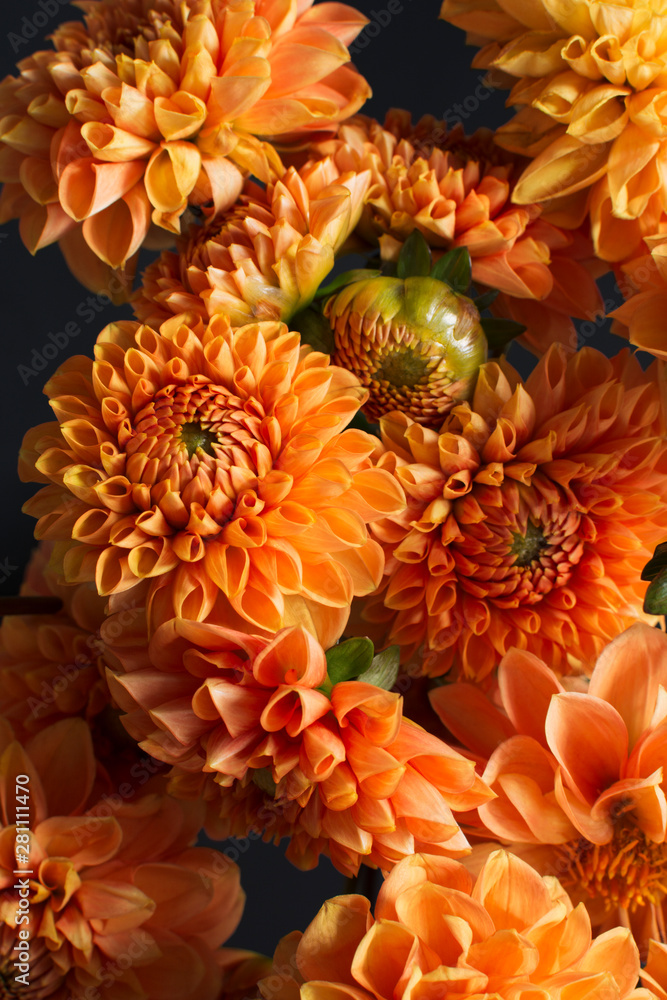 Beautiful Dahlia flowers